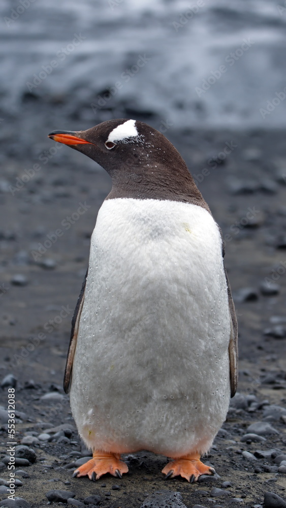 Fototapeta premium Gentoo penguin (Pygoscelis papua) at Brown Bluff, Antarctica