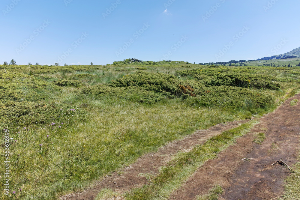 Summer landscape of Vitosha Mountain, Bulgaria Summer landscape of Vitosha Mountain, Bulgaria