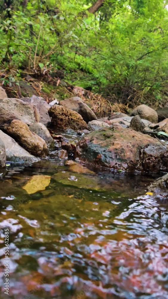 river and rocks in the forest river and rocks in the forest