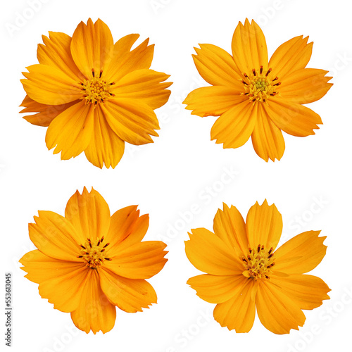 Orange cosmos flowers isolated on transparent background	