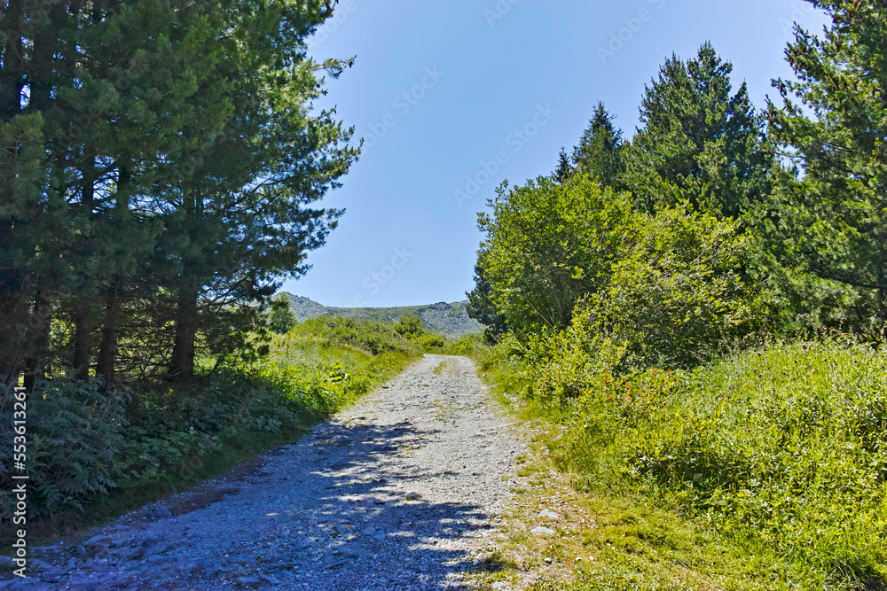 Naklejka premium Summer landscape of Vitosha Mountain, Bulgaria
