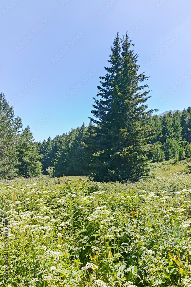 Summer landscape of Vitosha Mountain, Bulgaria
