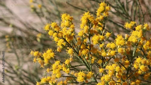 Yellow flowering terminal racemose discoid head inflorescences of Lepidospartum Squamatum, Asteraceae, native monoclinous deciduous shrub in the El Paso Mountains, Northern Mojave Desert, Autumn.