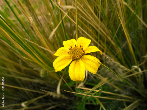 Bidens aristosa yellow medicinal flower photo