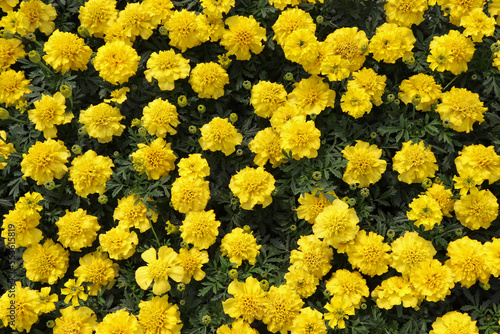 o
Oeillet d'inde de couleur jaune