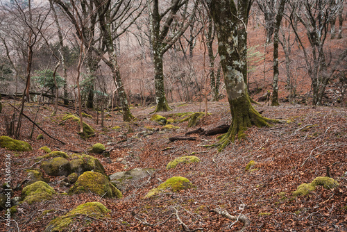 冬のブナ林 天城山