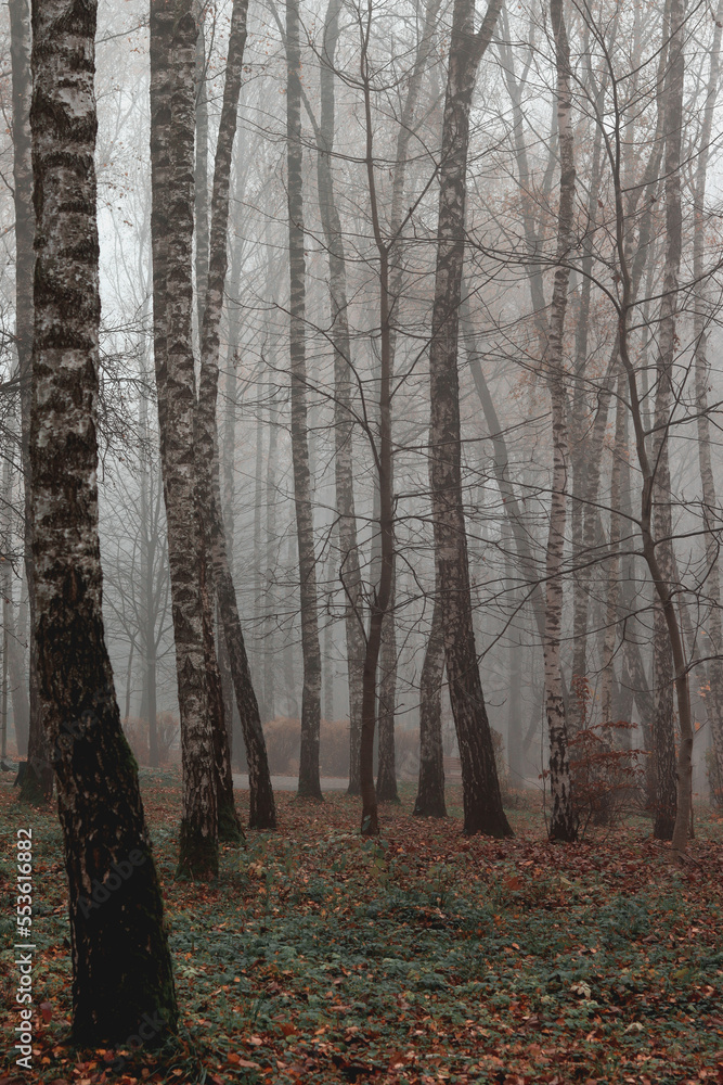 Obraz premium Trees with fallen leaves, birches in fog. Wet weather, autumn landscape. Autumn photo, wallpapers