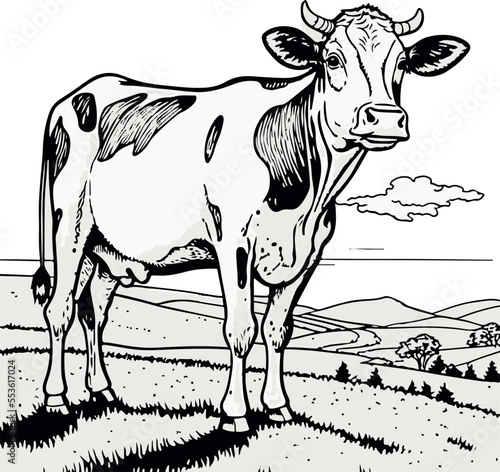 black and white cow