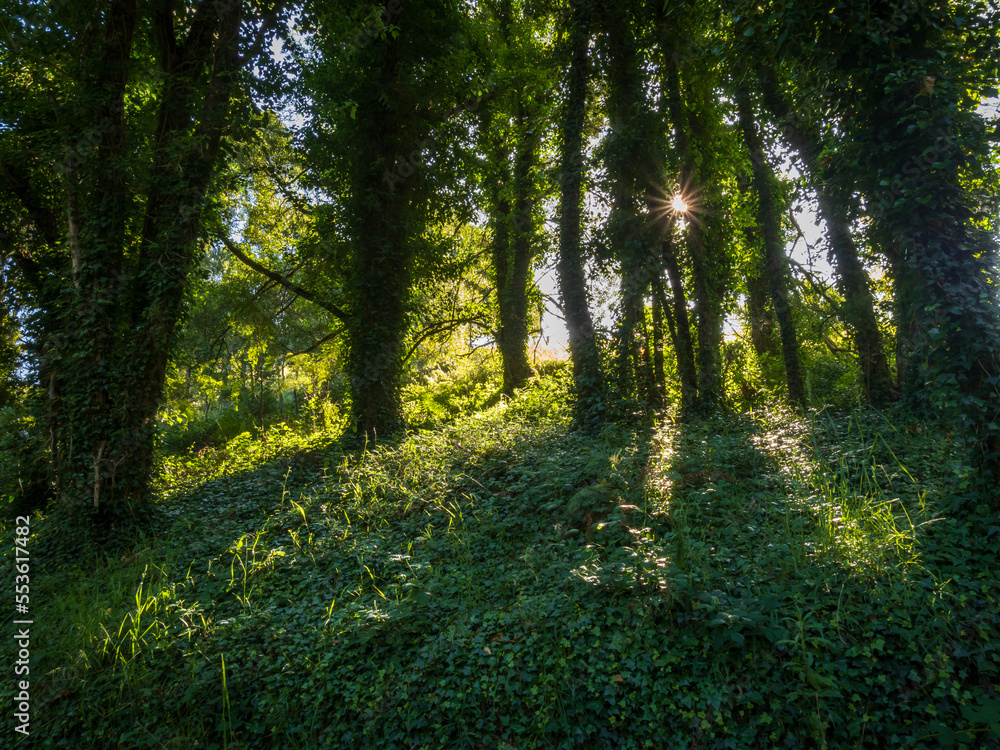Fototapeta premium sun shining through the trees