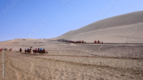 camels as a main form of transportation in desert 