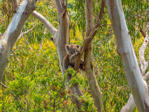 Photography Koala Siiting in a Gum Tree
