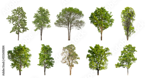 Collection of green trees isolated on transparent background. for easy selection of designs. photo