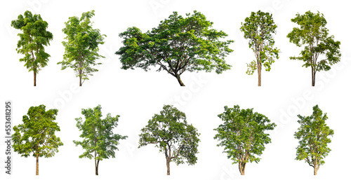 Collection of green trees isolated on transparent background. for easy selection of designs. © Sarawut