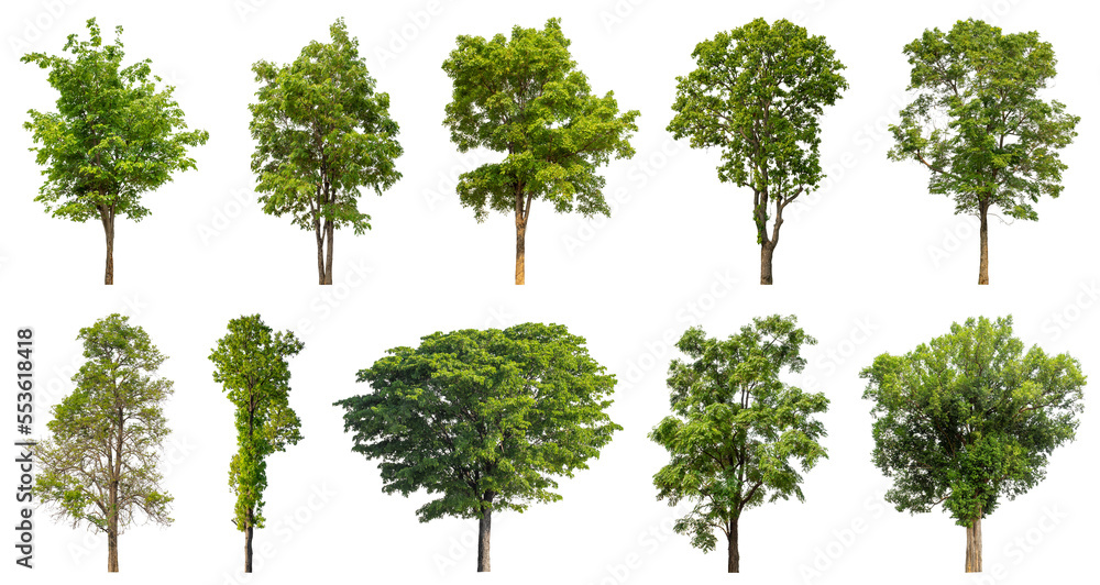 Collection of green trees isolated on transparent background. for easy selection of designs. Collection of green trees isolated on transparent background. for easy selection of designs.