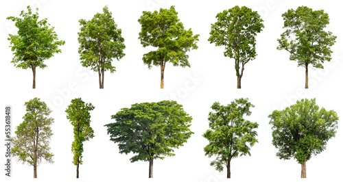 Collection of green trees isolated on transparent background. for easy selection of designs.