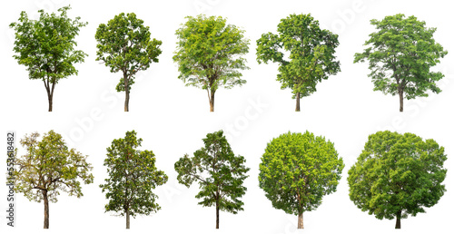 Collection of green trees isolated on transparent background Fototapet