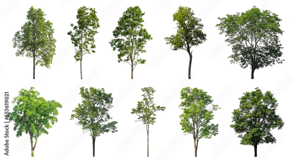 Collection of green trees isolated on transparent background. for easy selection of designs. Collection of green trees isolated on transparent background. for easy selection of designs.
