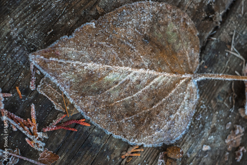 Closeup of one frozen leaf during winter. Frosts and frozen leaves details. Frosty winter leaves abstract