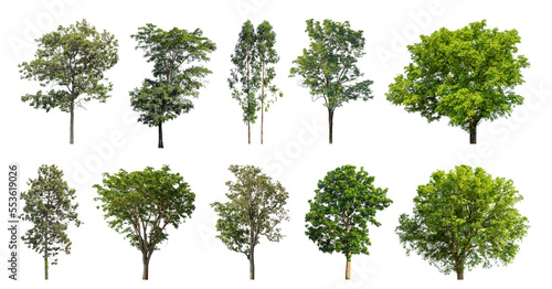 Collection of green trees isolated on transparent background. for easy selection of designs.