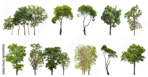 Fototapeta Naklejka Na Ścianę i Meble -  Collection of green trees isolated on transparent background. for easy selection of designs.