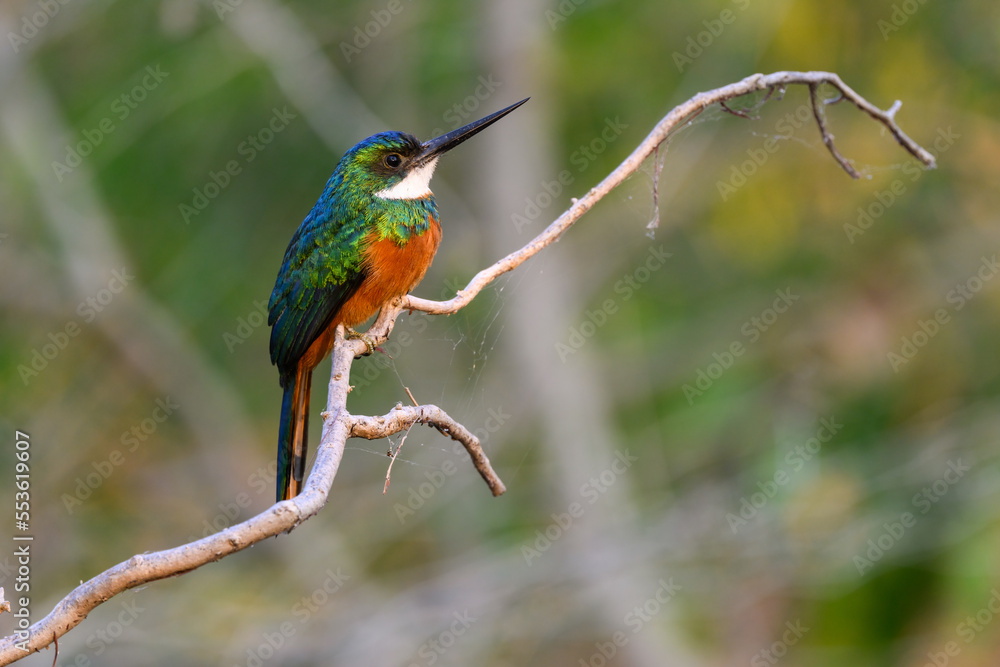 Fototapeta premium Rufous-tailed jacamar bird sitting on the branch on green background