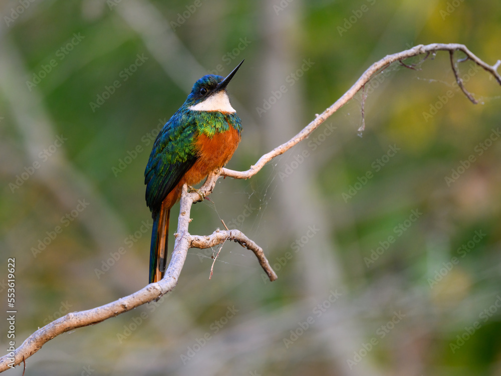 Obraz premium Rufous-tailed jacamar bird sitting on the branch on green background