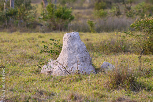 Giant Termite Mound in the Savannas of Brazil photo