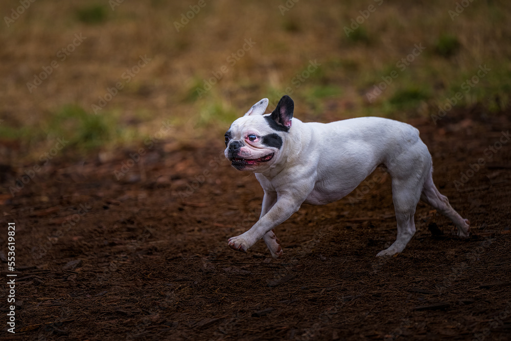 2022-12-13 A WHITE FRENCH BULLDOG WITH BLACK SPOTS RUNNING ACROSS A WOOD CHIP FIELD WITH A BLURRY BACKGROUND