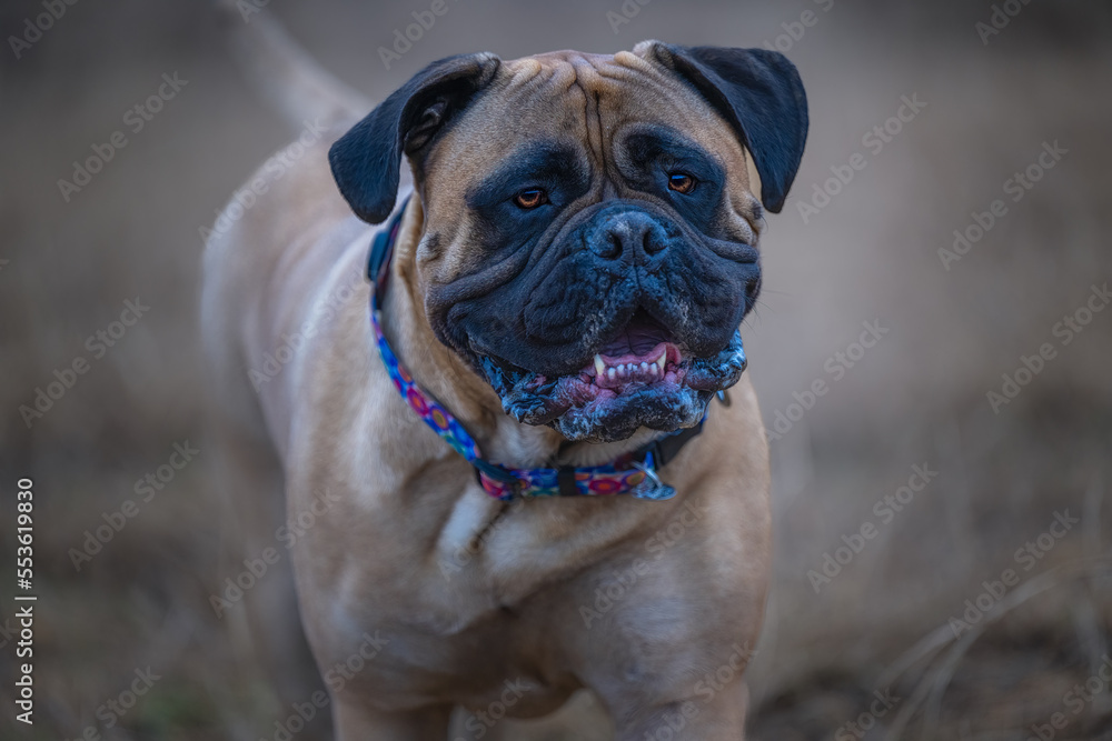  2022-12-13 CLOSE UP OF A LARGE BULLMASTIFF WITH NICE EYES AND WEARING A MULTI COLORED COLLAR