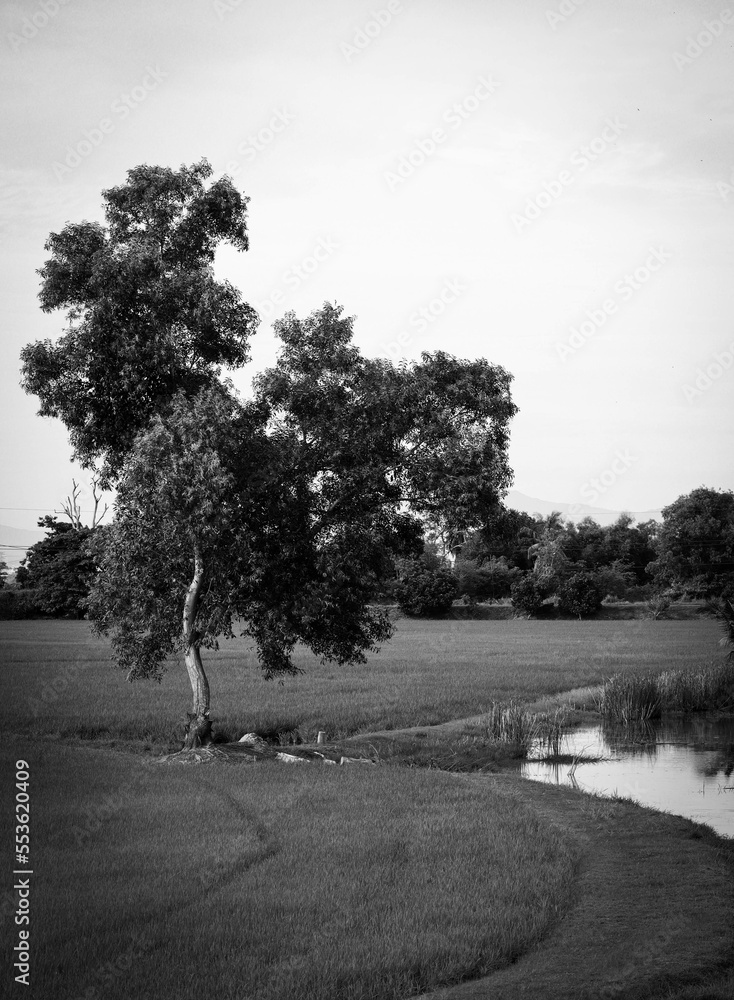 Naklejka premium trees at the paddy field in monochrome