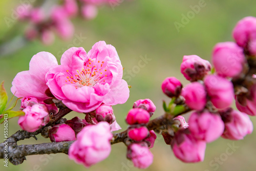 ピンクの桃の花	