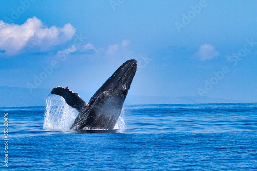Large breaching humpback whale during a whale watch on Maui.