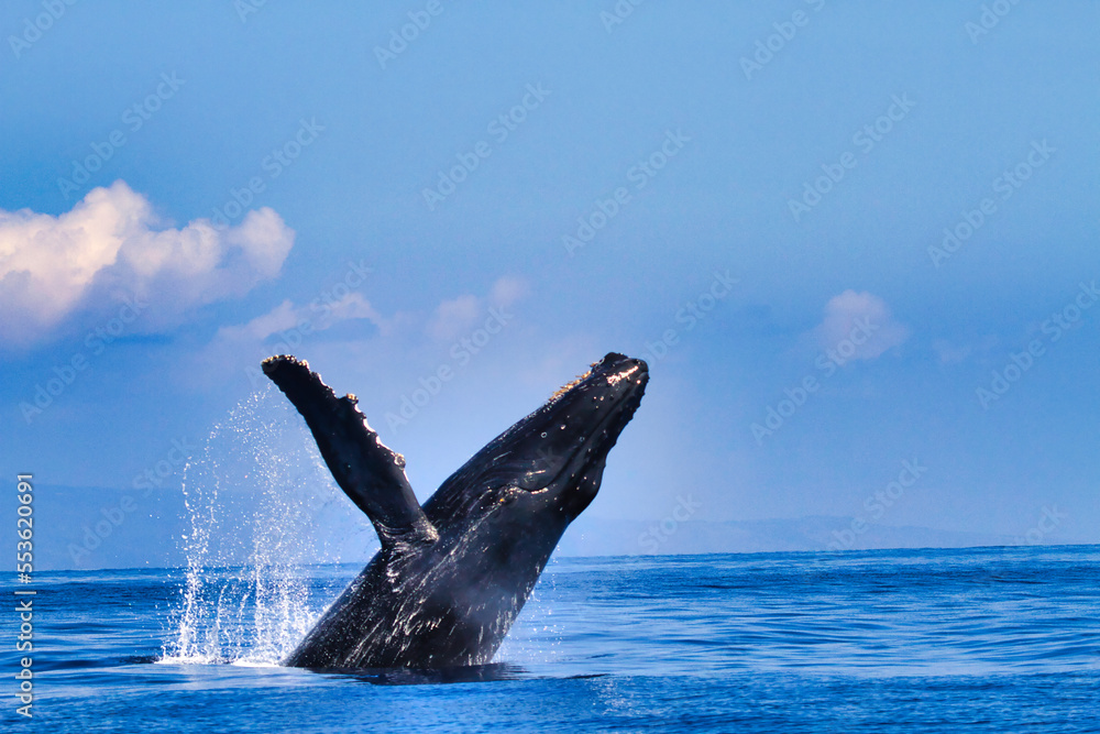 Fototapeta premium Humpback whales breach during a whale watch on Maui.