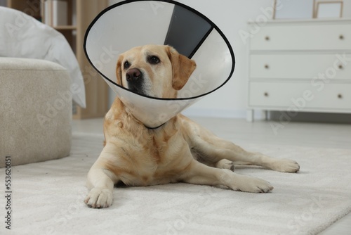 Cute Labrador Retriever with protective cone collar on floor in room