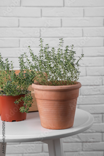 Aromatic green thyme in pots on white table near brick wall © New Africa