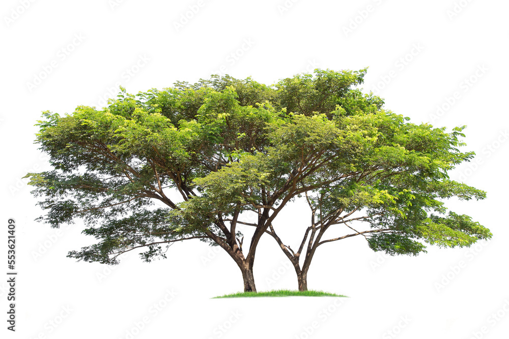 Samanea saman, Rain tree, isolated on White Background. tropical trees ...