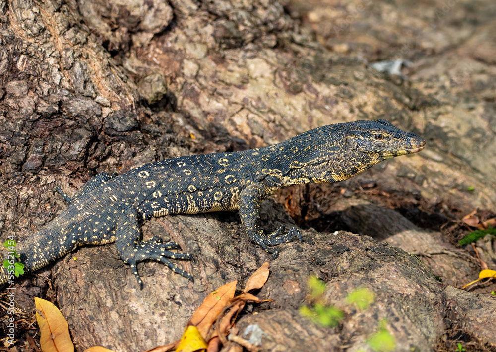 Monitor lizard Monitor lizard