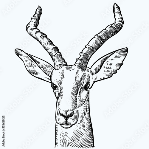 Vintage hand drawn sketch impala antelope head