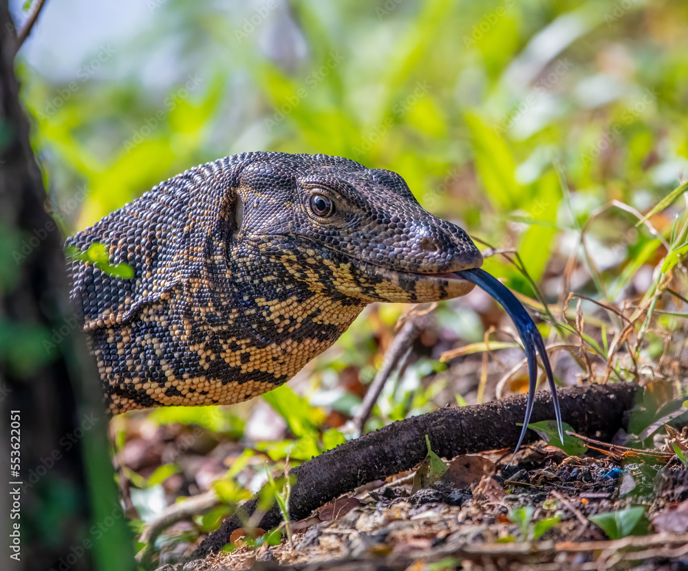 Obraz premium Monitor lizard