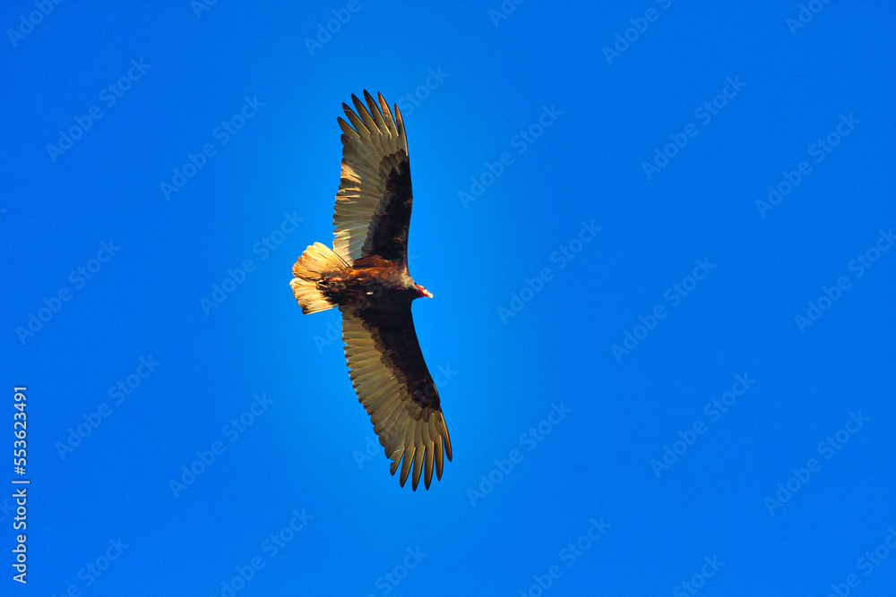 California condor flying high overhead against a bright blue sky background. California condor flying high overhead against a bright blue sky background.