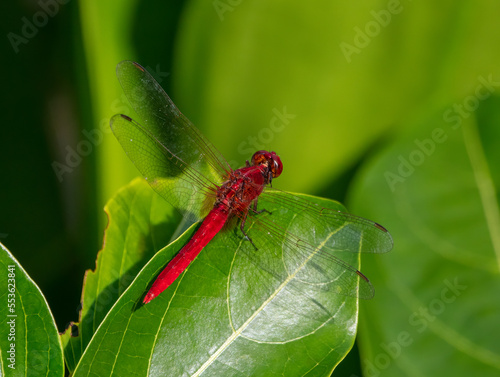 Dragonfly photo