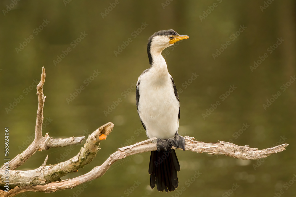 Fototapeta premium Little Pied Cormorant (Microcarbo Melanoleucos)