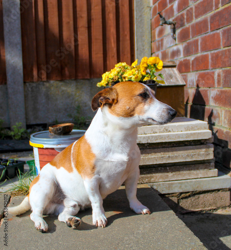 Slika na platnu Jack rustle with a flower crown