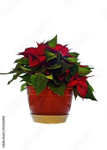 beautiful poinsettia, red christmas flower in pot on white background with clipping path​