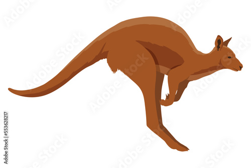 kangaroo australian animal