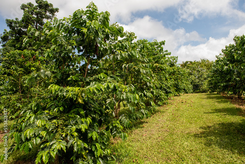 Kona coffee trees in Big Island, Hawaii
