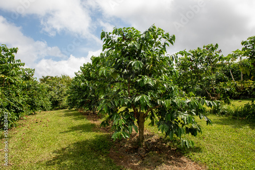 Kona coffee trees in Big Island, Hawaii
 photo