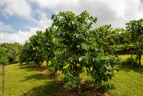 Kona coffee trees in Big Island, Hawaii 