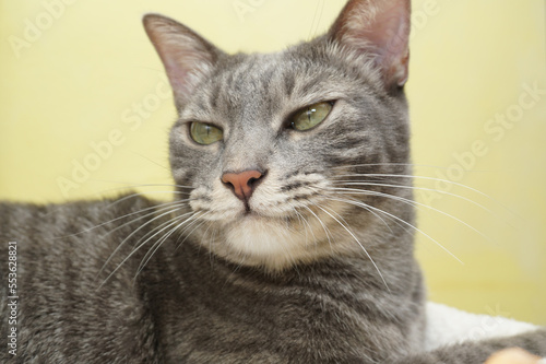 close up portrait of a cat in yellow background