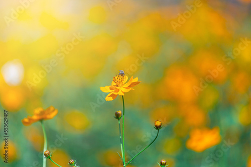 Yellow Cosmos flowers with bee beautiful in Green garden ,Beautiful flower in the spring © NARANAT STUDIO